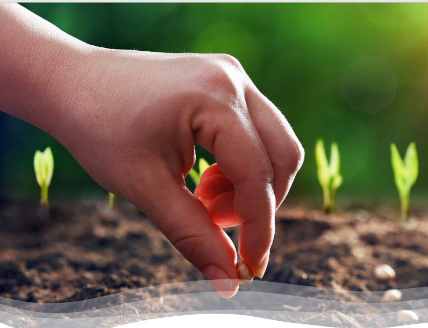 Seed Account Bank Image